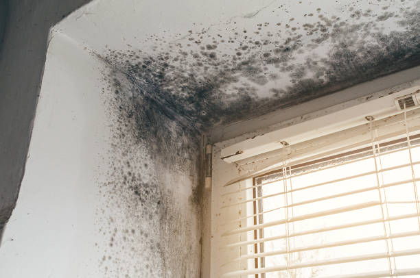 Affordable Commercial Mold Remediation solutions in Morganville, NJ